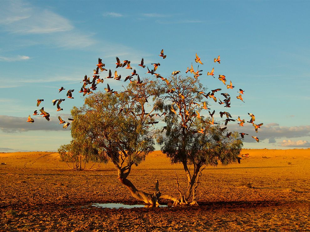 Strzelecki Desert, Avtralii