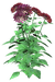 Цветы в PNG